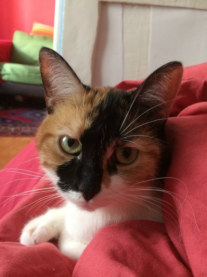 Pluma, nuestro compañero de piso.