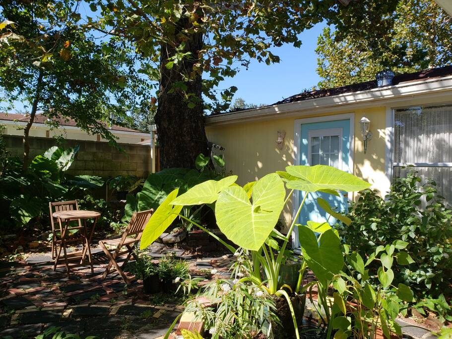 Your lovely little cottage underneath a towering Sycamore