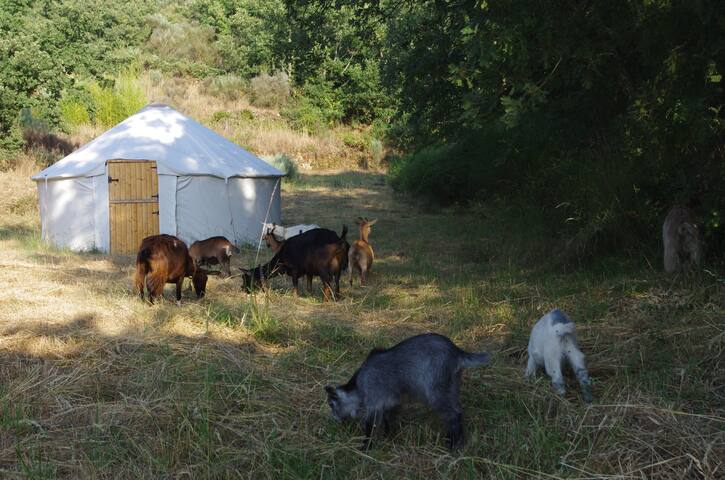 Rainbow Lodge 4m Yurt