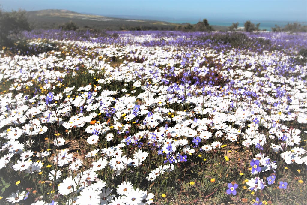 Flower season