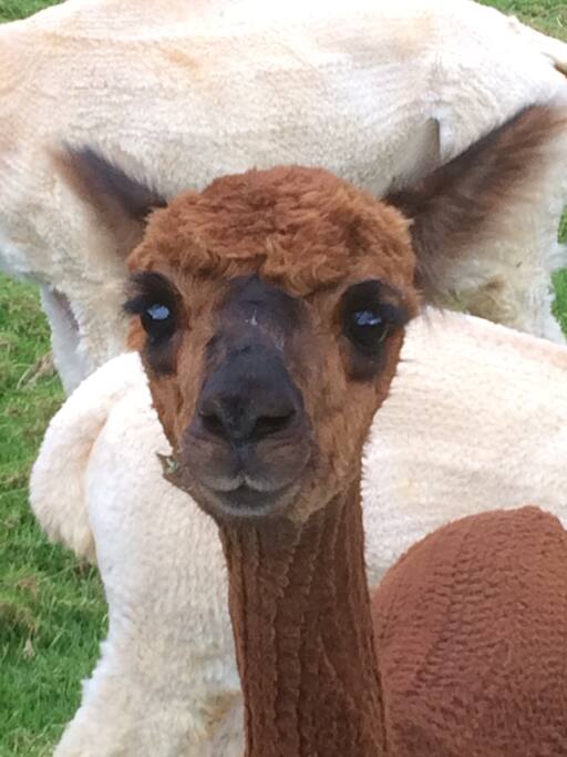 Coco is such a friendly little girl & loves meeting our guests.