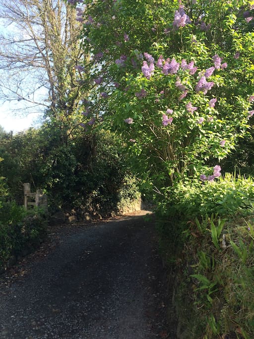 The lane to Primrose