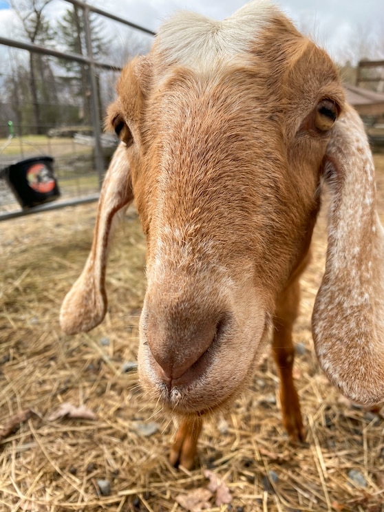 Mostrar imagem fornecida pelo anfitrião em ecrã inteiro