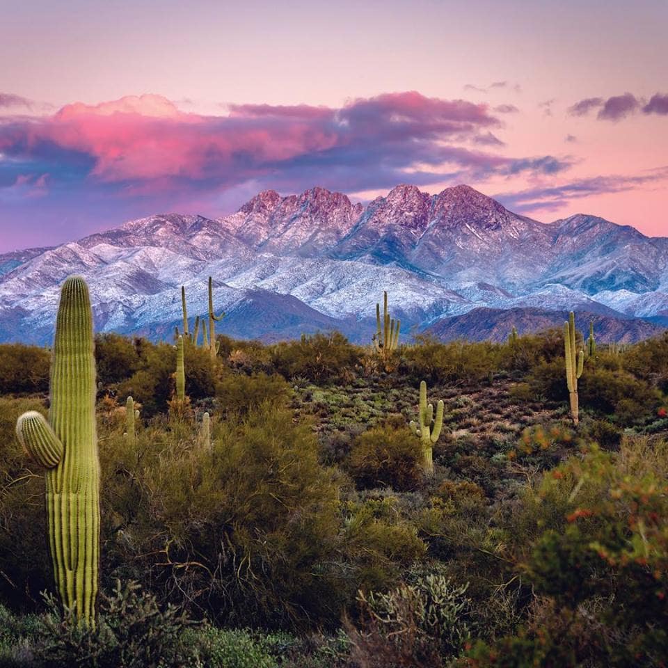 The image captures a serene desert landscape, featuring iconic tall saguaro cacti amid a sprawling desert with rugged mountains in the background. The mountains are dusted with snow, contrasting against a vibrant sky filled with soft pink and purple hues, suggesting a tranquil dawn or dusk.