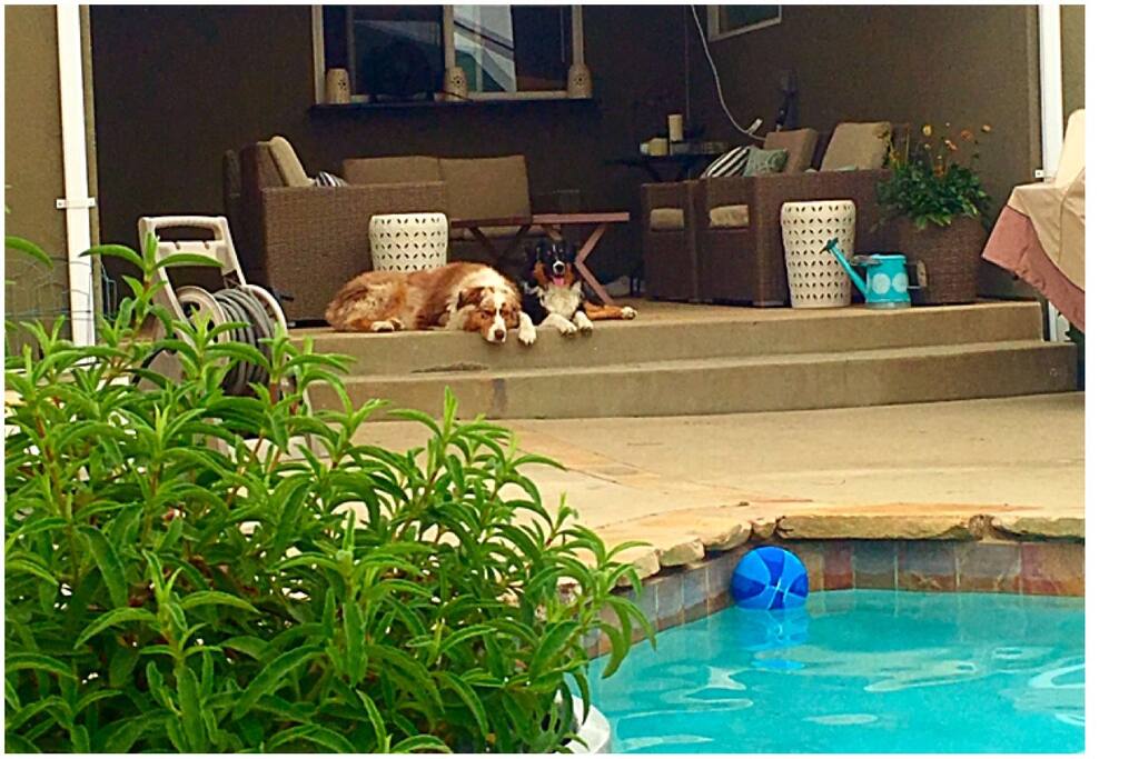 You'll always be greeted by these 2!