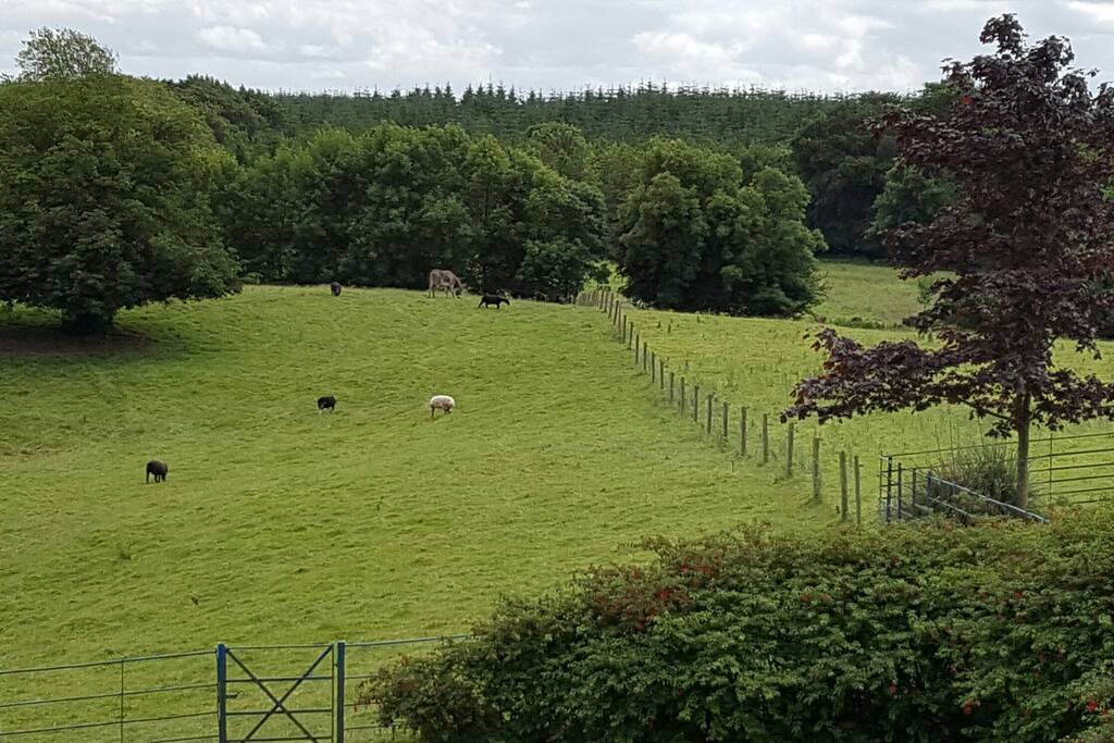 View from your bedroom