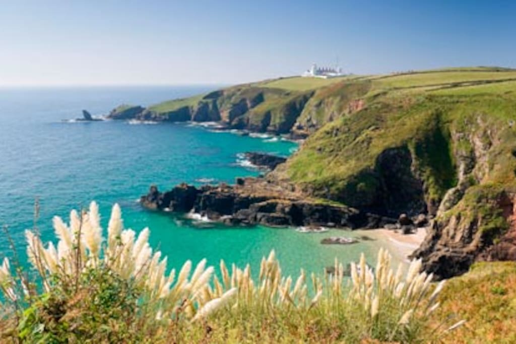 lizard point