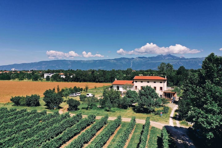 Виноградники Friuli
