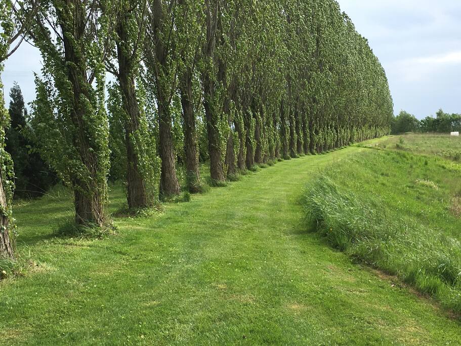 Die Pappelallee in unserem Park lädt zum Spazieren ein.