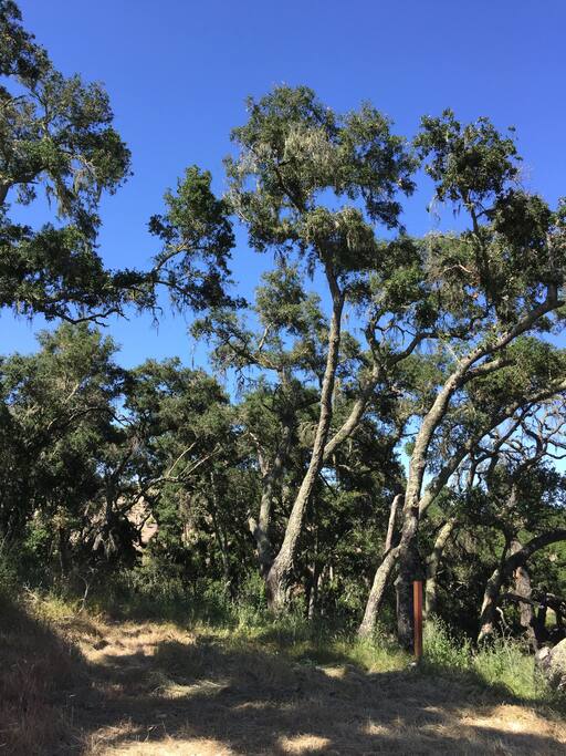 Surrounded by beautiful oaks