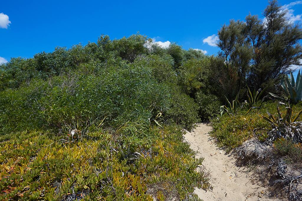 Sandy path to the beach