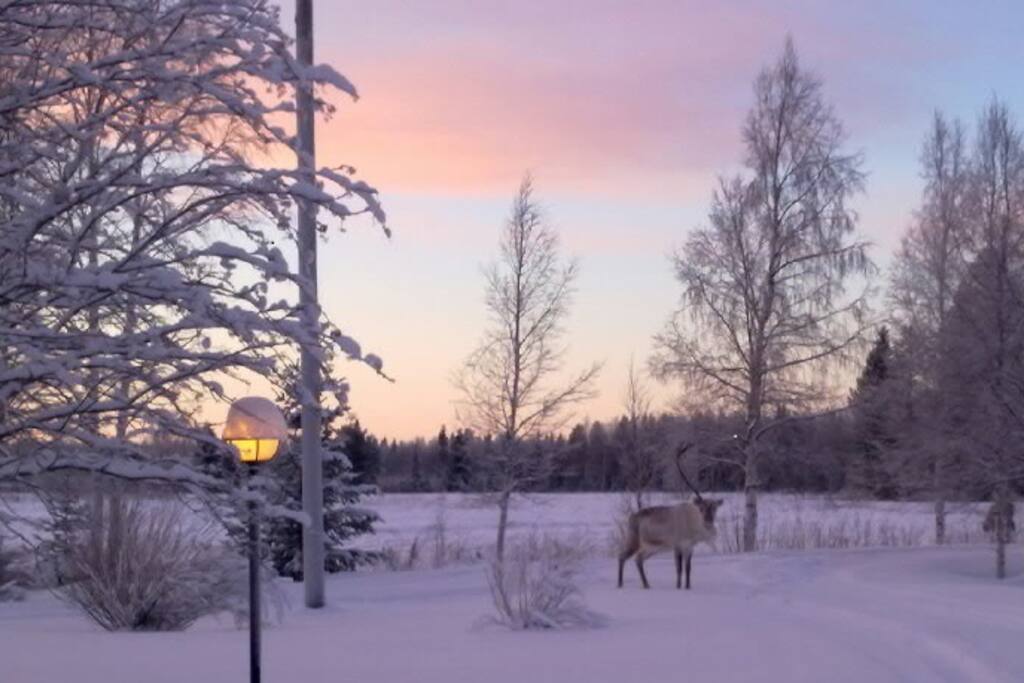 Reindeers can be seen...might appear suddenly