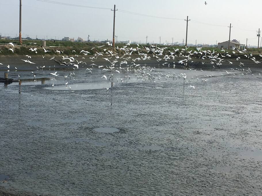 魚塭中的鳥與生態。