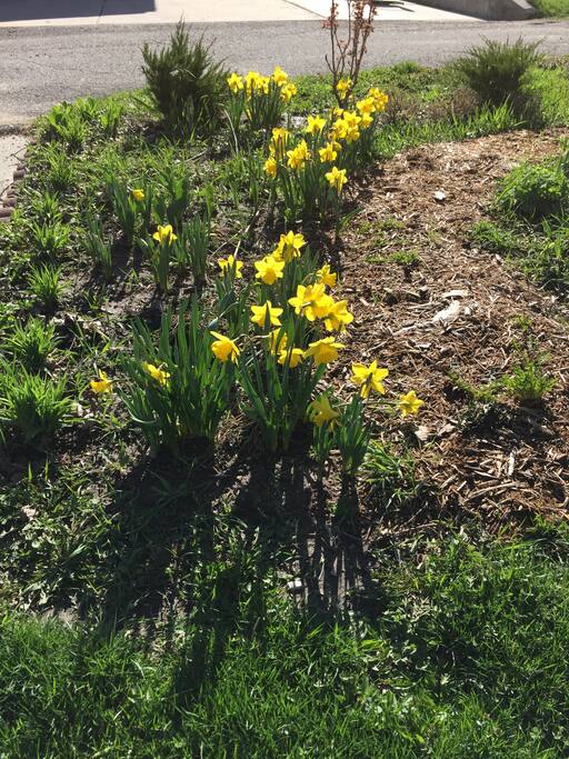 We took out the veggie garden and put in spring bulbs and perennials and shrubs which so far the deer have not eaten