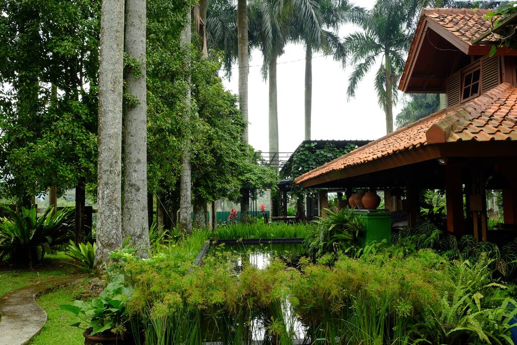 Pendopo surounded by royal palm tree.