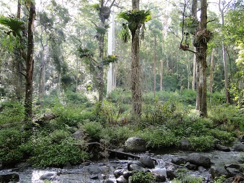 Stunning rainforest retreat in NNSW