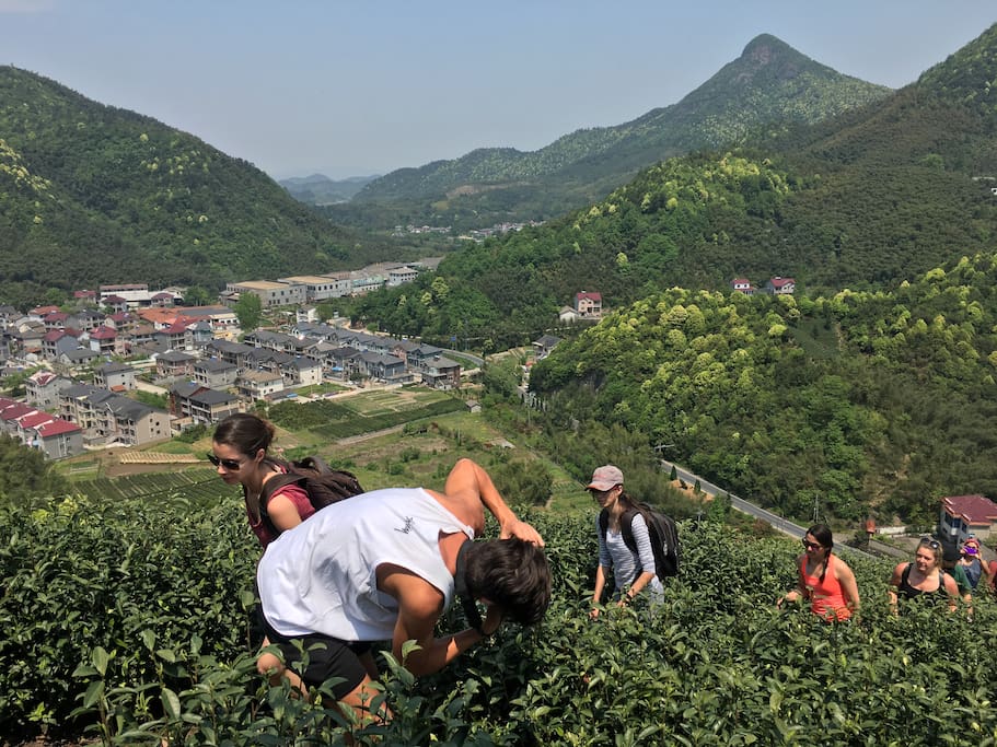 屋前茶山