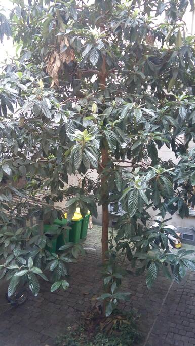 View from my window
