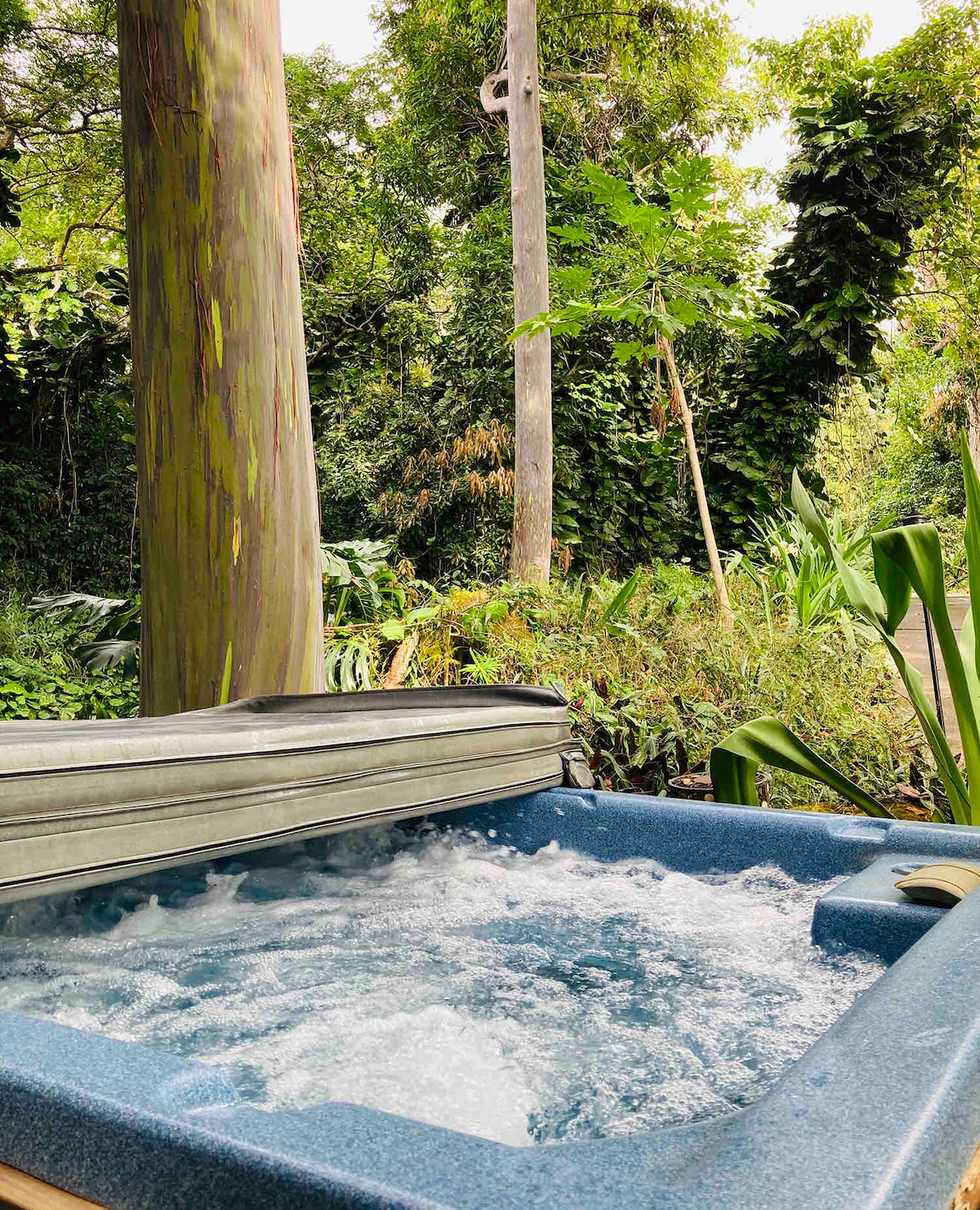 A hot tub is featured in a lush outdoor setting surrounded by greenery, including tall trees and tropical plants. The bubbling water adds a serene touch to the tranquil atmosphere, inviting relaxation amidst the natural beauty.