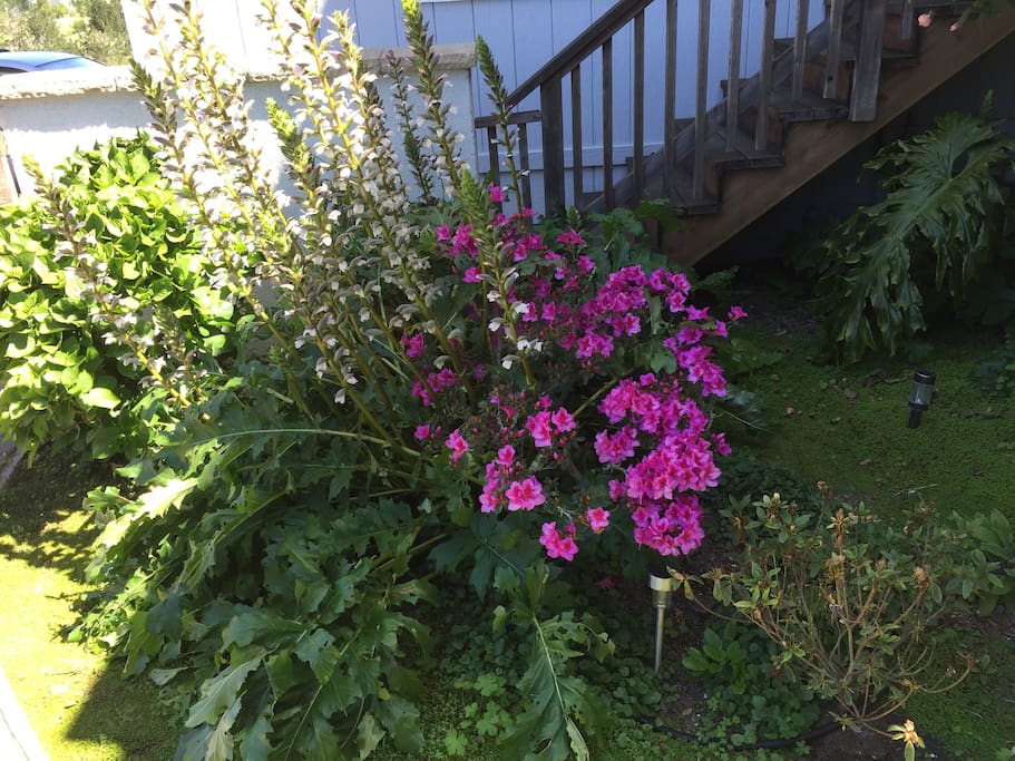 part of garden in front of house