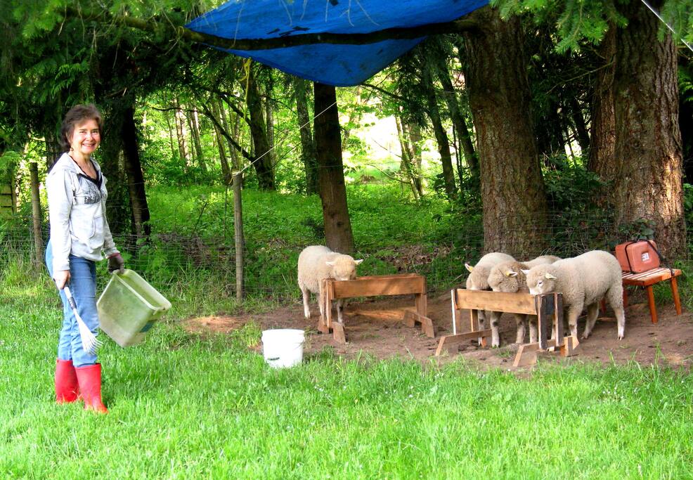 Host and summer lambs