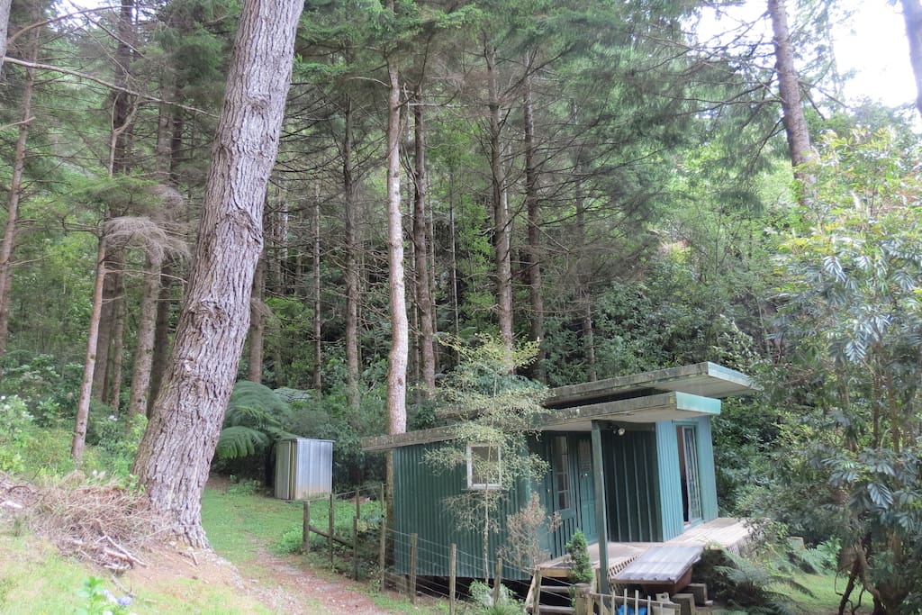Efil Doog Bach in the Douglas Fir grove and stream.