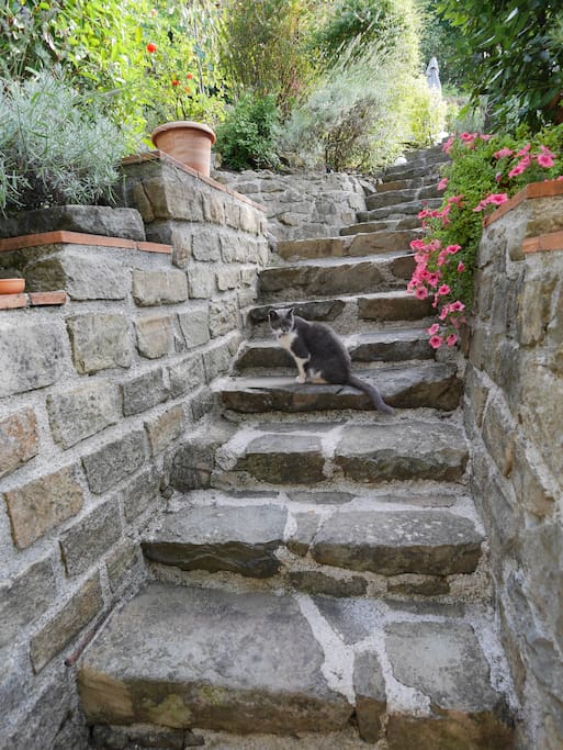 Stair to terrace