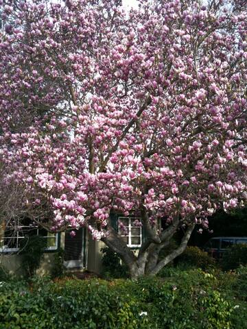 Executive Home nr Stanford Hospital & Sand Hill Rd gallery image 4