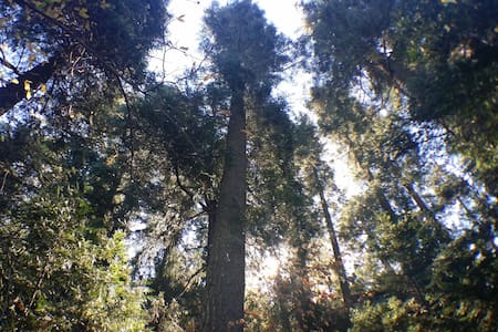 Trees, Trees and More Trees