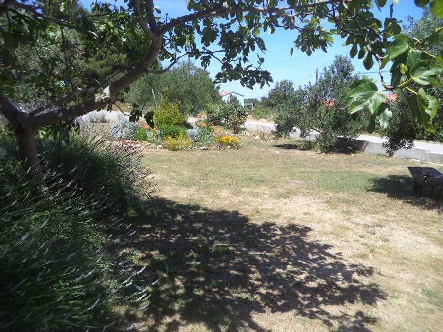 garden (house and surroundings)