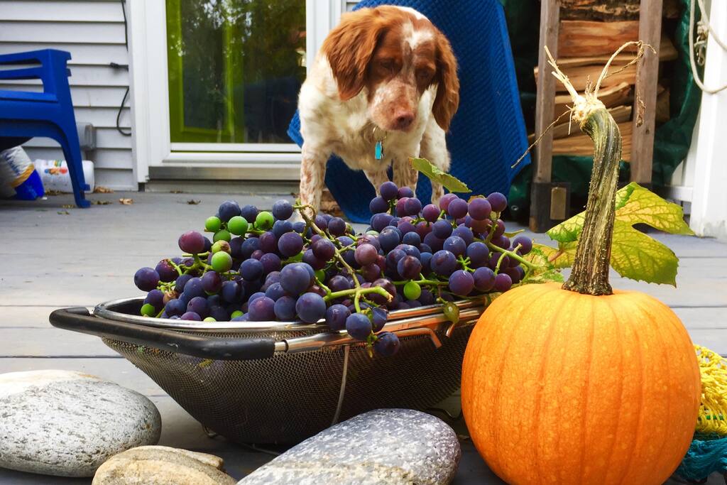 First concord grape harvest, no lawn, all food!
