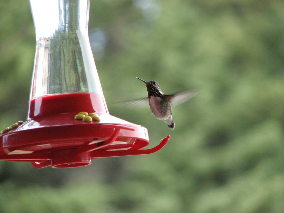 many hummingbirds visit too!