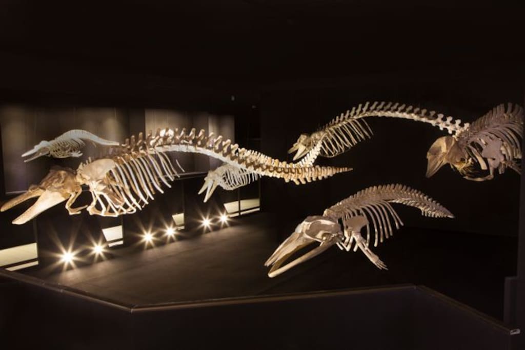 Aproveite para visitar o Museu Oceanográfico a 600m