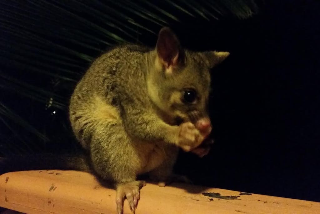 Expect the occasional visitor on the deck. This image was sent by one of our Airbnb guests.
