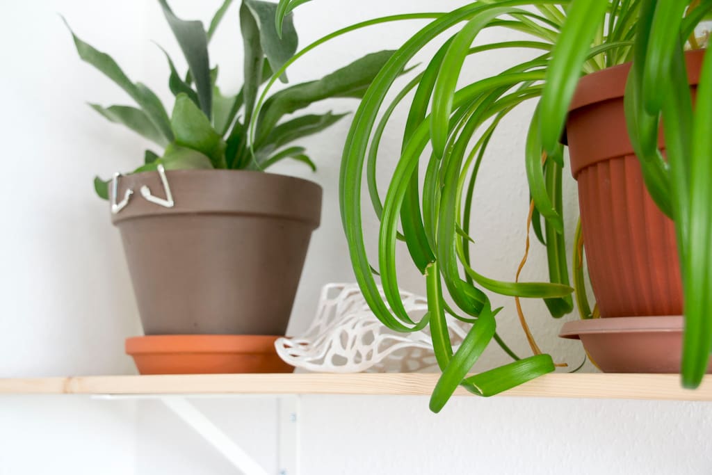 bedroom, plants