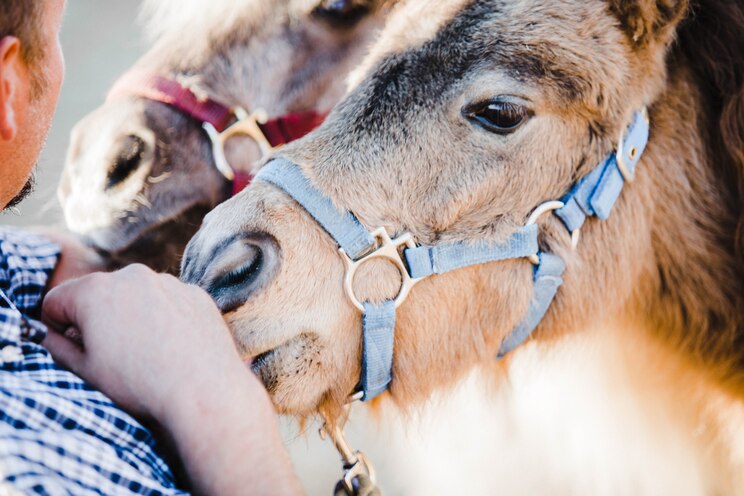 Mostrar imagem fornecida pelo anfitrião em ecrã inteiro