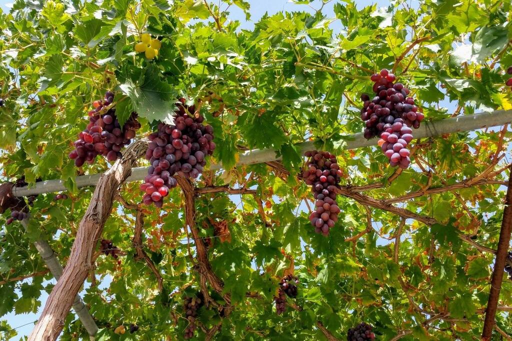 Vitis