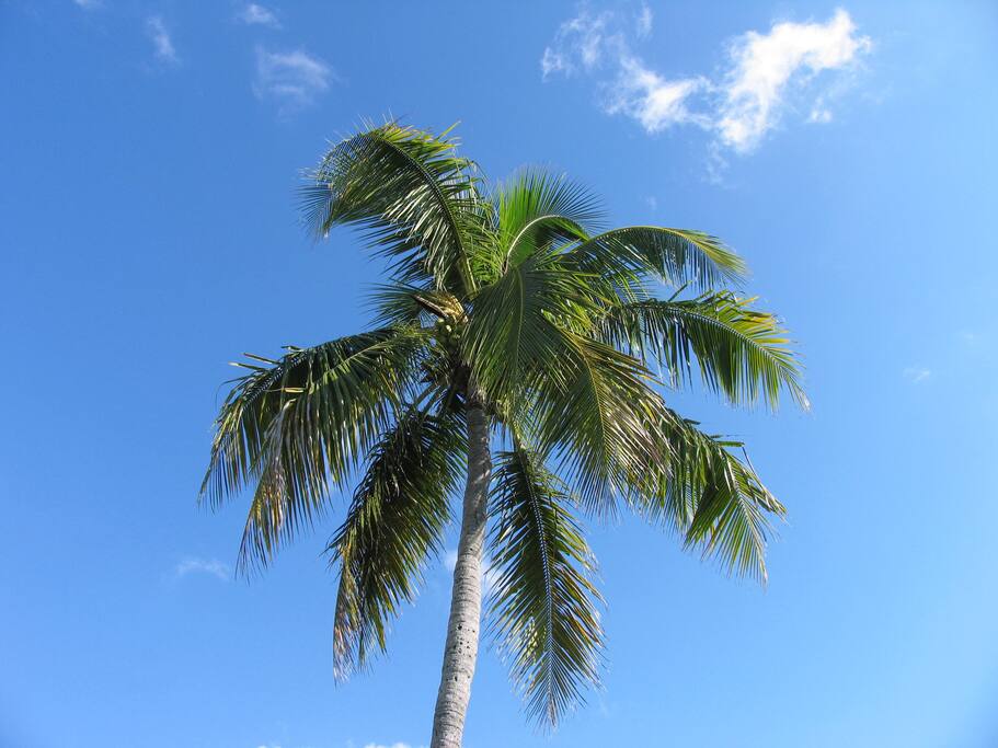 Tropical Setting