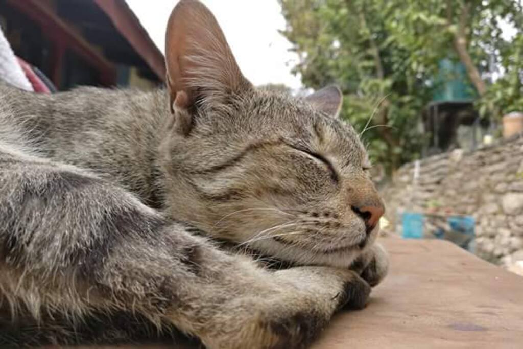 The resident cat Shimmi
