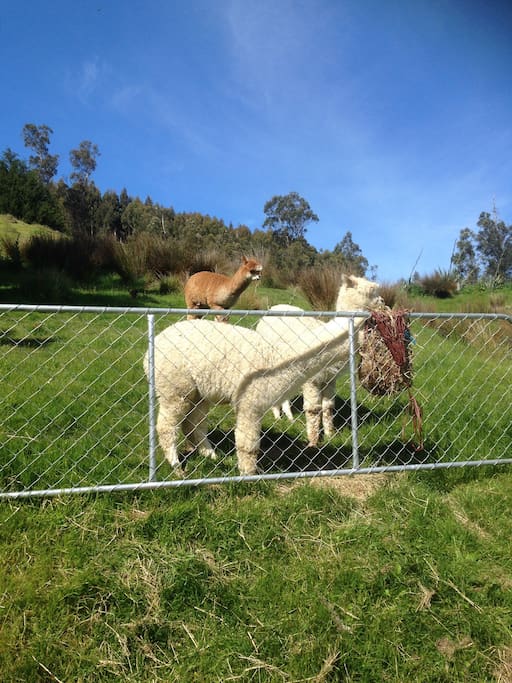 The alpaca boys