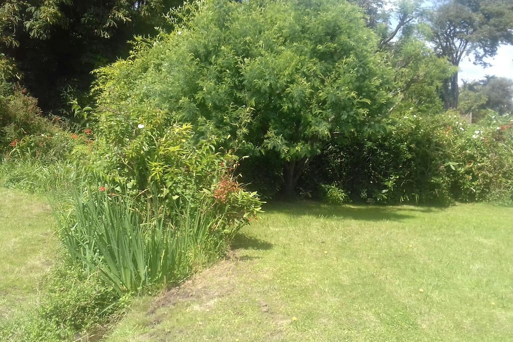 Le jardin.