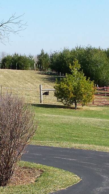 Come explore 80 acres of land.