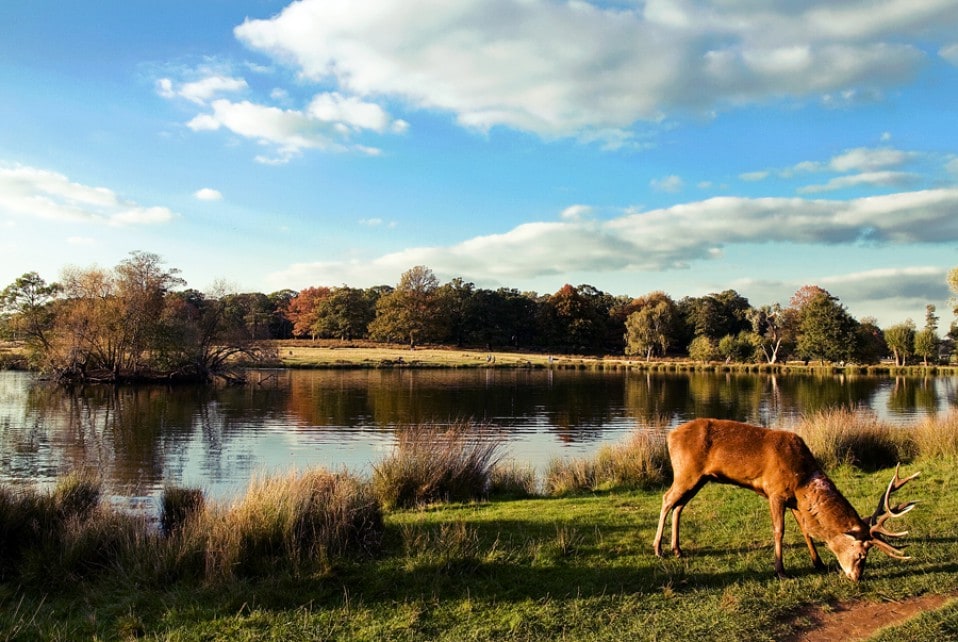 A serene landscape features a calm water body reflecting the sky, surrounded by lush greenery. A deer grazes on the grass near the water's edge, while gentle hills and trees are visible in the background, creating a tranquil outdoor setting.