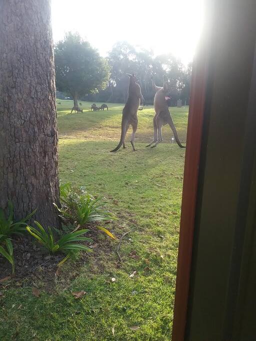 Big fellahs playing