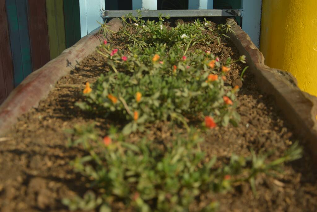 Harmony Garden/Jardin harmony