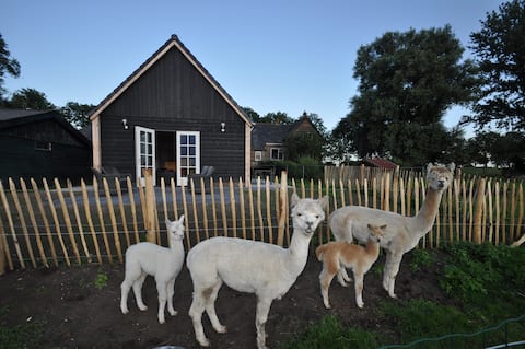 Alpaca guesthouse, private entry