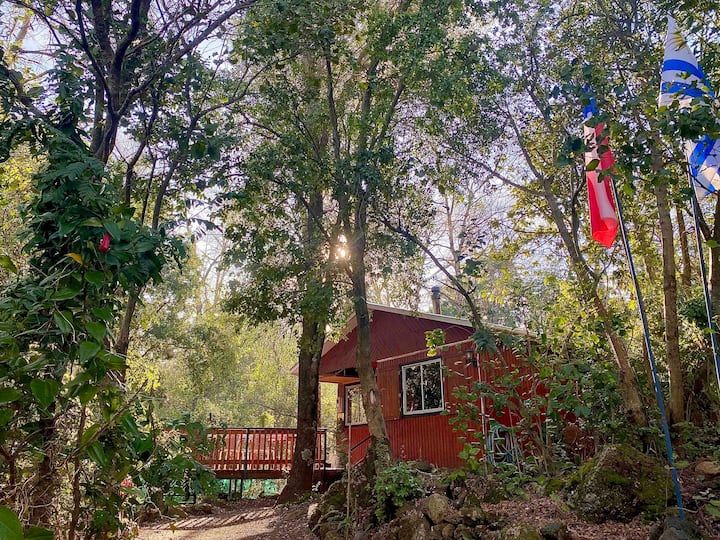 Cabin in native forest, Los Lleuques, Nevados route