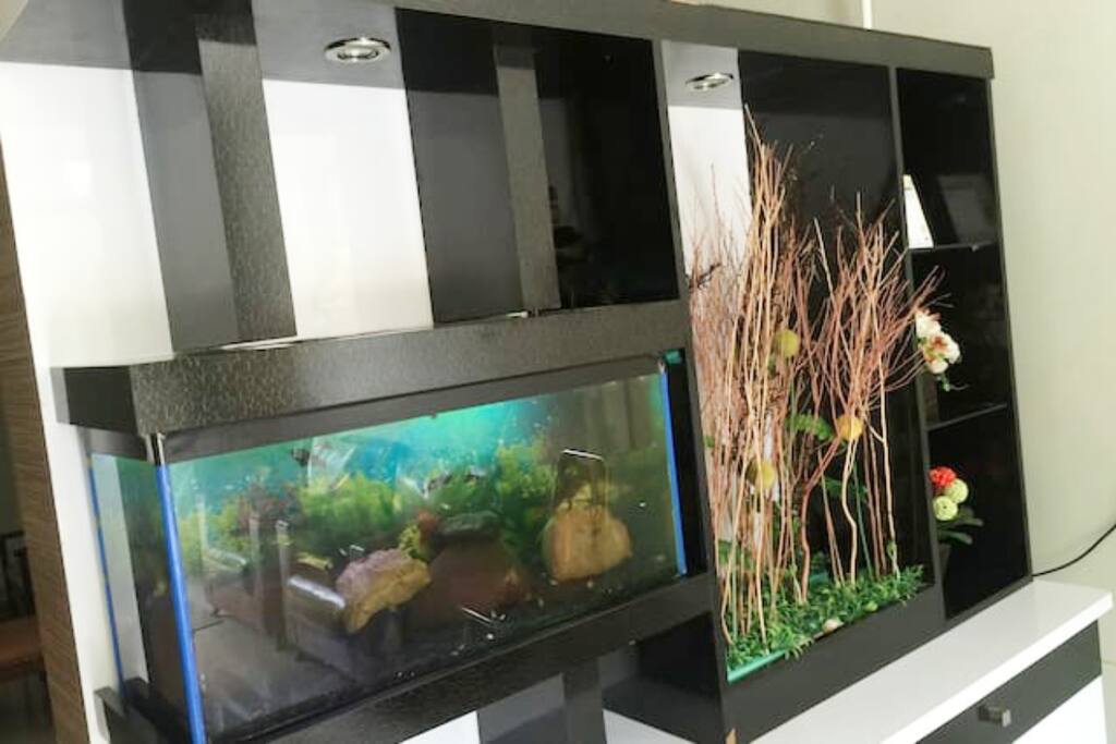 the aquarium view