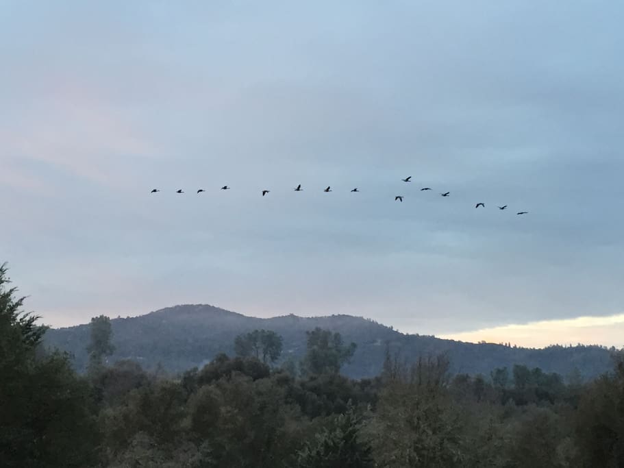 Migrating Geese from back porch