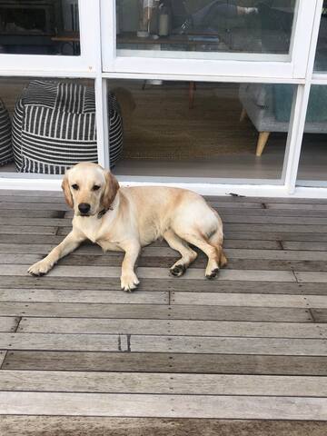 Classic 1960’s Australian Beach House gallery image 5